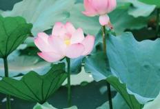 今日大暑，夏安！