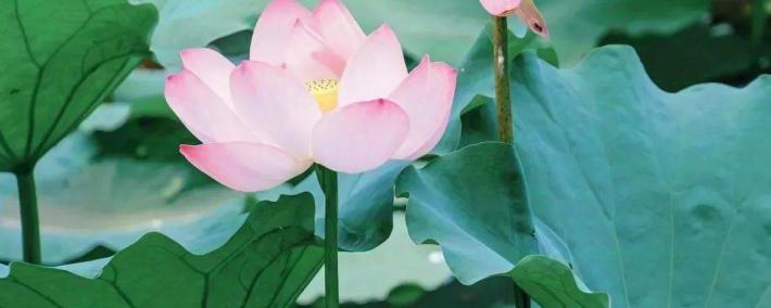 今日大暑，夏安！