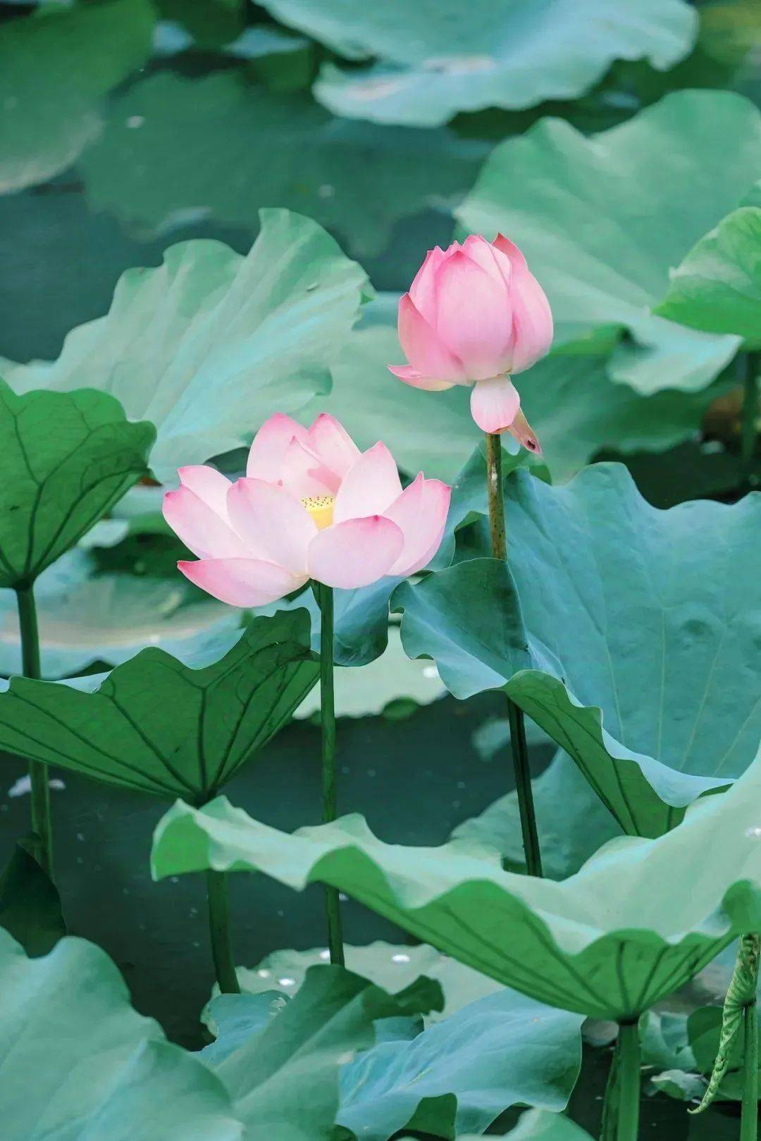 今日大暑,夏安!